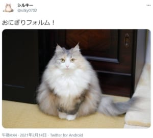 「おにぎりフォルム」と称された猫がTwitterで大反響。
