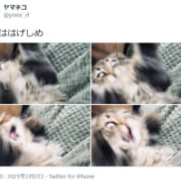 「今夜ははげしめ」というつぶやきとともに投稿されたハイテンション猫がTwitterで話題。