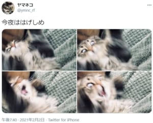 「今夜ははげしめ」というつぶやきとともに投稿されたハイテンション猫がTwitterで話題。