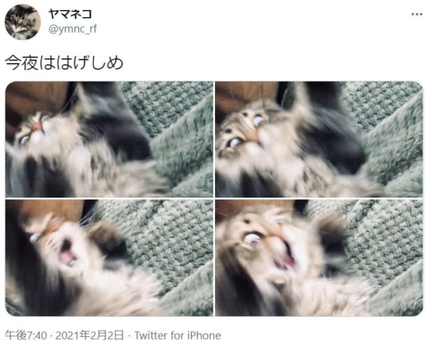 「今夜ははげしめ」というつぶやきとともに投稿されたハイテンション猫がTwitterで話題。