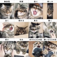 とにかくリアクション豊富なヤマネコくん。これもまた猫の魅力？