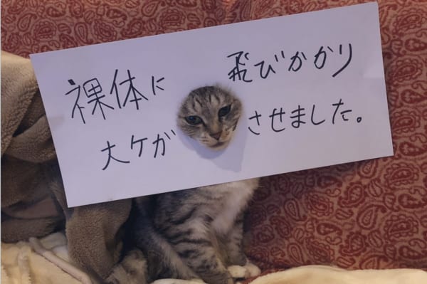 脱衣所で大惨事！　猫がやらかした事実に思わず痛くなる……　ココニャ@猫写真集、発売中！さん（@kokonananya）提供