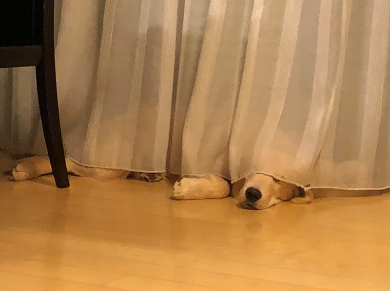 カーテンの下で寝ている、まるくん