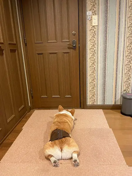 コーギーのおこげくん