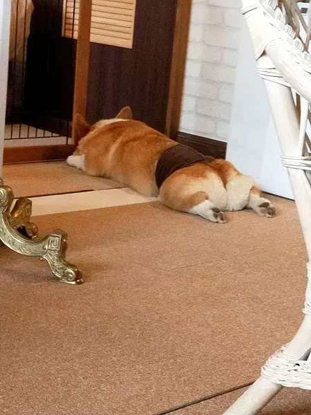 忠犬コギ公
