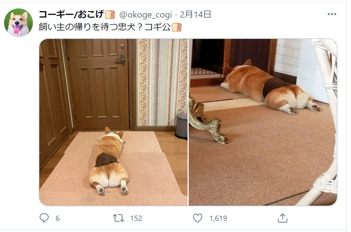 あんぱんみたいなお尻のコーギー　飼い主を待つ可愛い姿が話題に