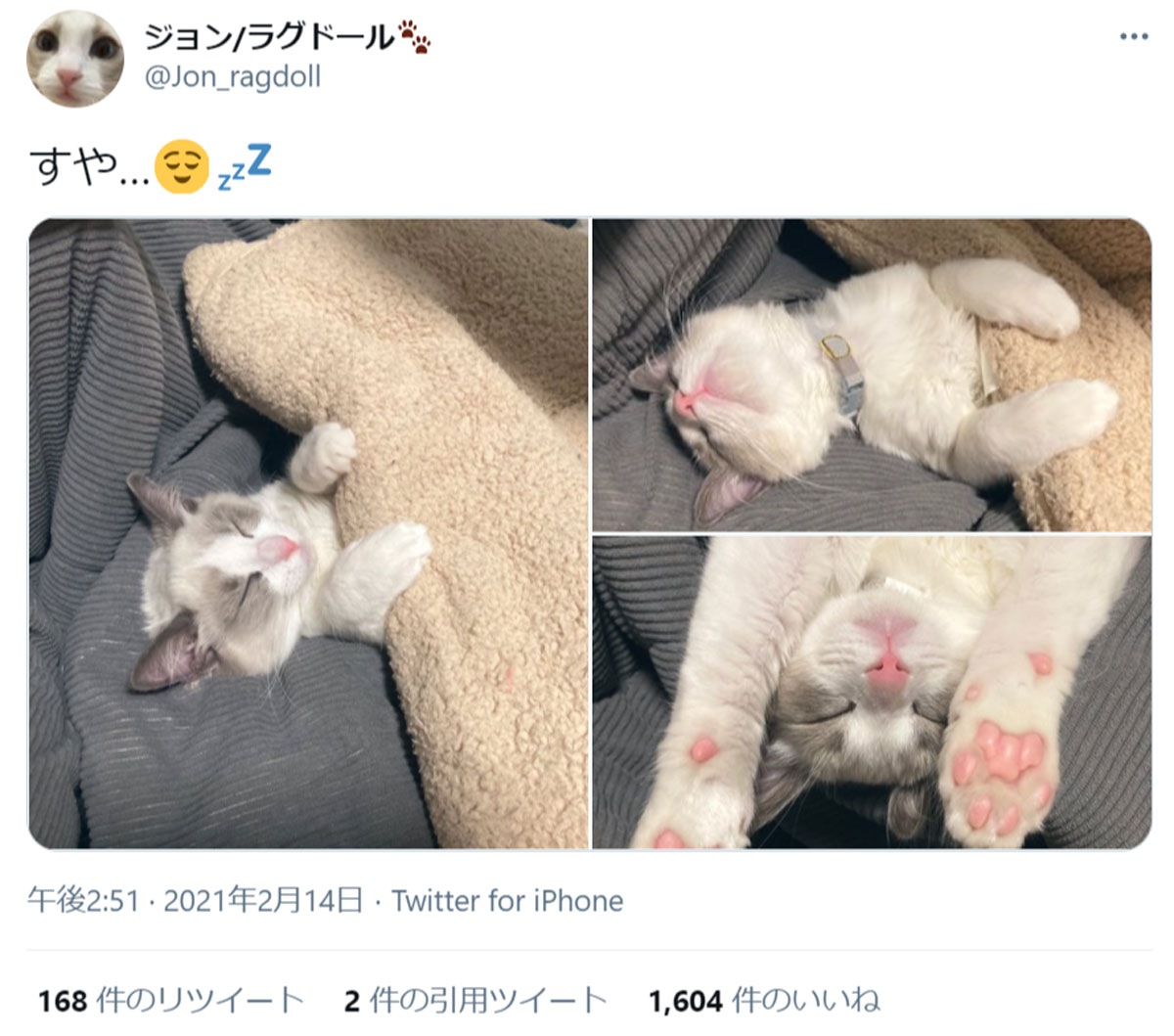 スヤア……　肉球丸見えの子猫の寝姿が尊すぎる件