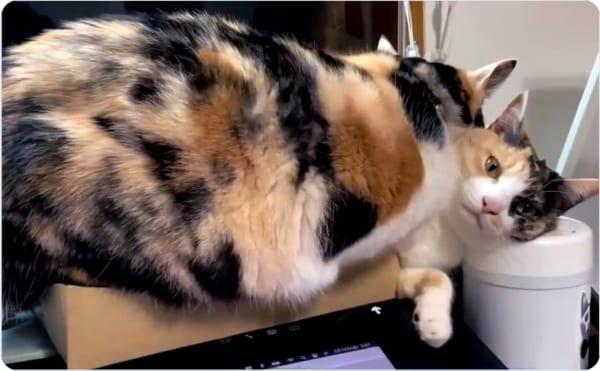 リルちゃんもなかなかあきらめず、さらにピノちゃんに乗っかります