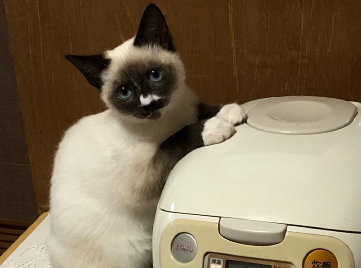 「ダメ？」炊飯器で暖を取る猫