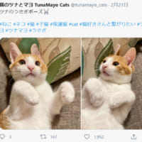 画像提供：猫のツナとマヨ TunaMayo Catsさん（@tunamayo_cats）