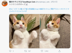 画像提供：猫のツナとマヨ TunaMayo Catsさん（@tunamayo_cats）