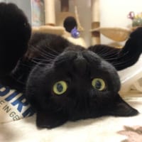 「手の脱力感たまらん」リラックスしきった黒猫に多くのTwitterユーザーが癒された模様。