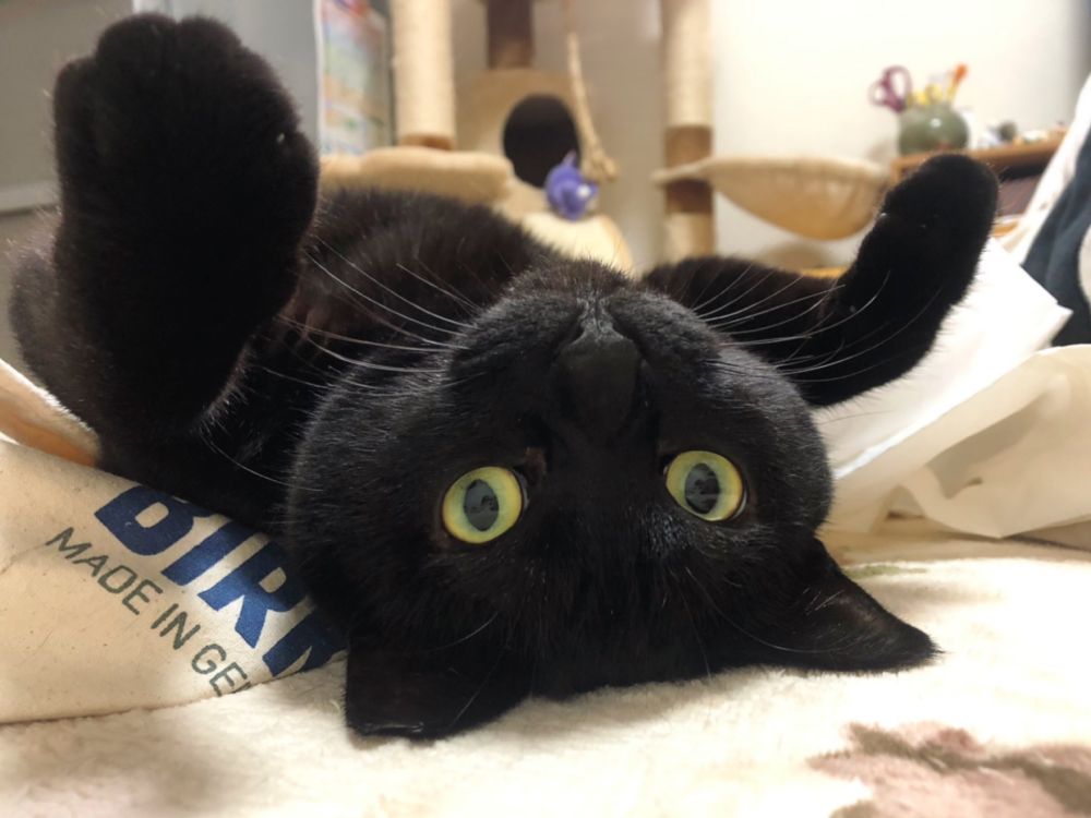 「手の脱力感たまらん」リラックスしきった黒猫に多くのTwitterユーザーが癒された模様。