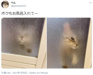 脱衣所から風呂場への入室を熱望する猫の姿がTwitterで話題。