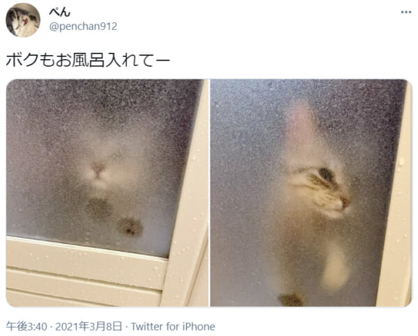 脱衣所から風呂場への入室を熱望する猫の姿がTwitterで話題。