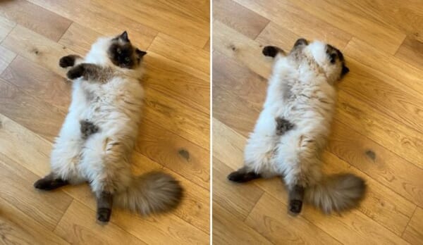 おパンツ？仰向けになった猫ちゃんがセクシーとTwitterで話題。