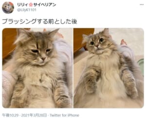 ブラッシングをする前と後をうつした猫の姿がTwitterで話題。