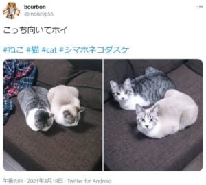 見事なシンクロを見せる振り向き美猫兄弟が話題。