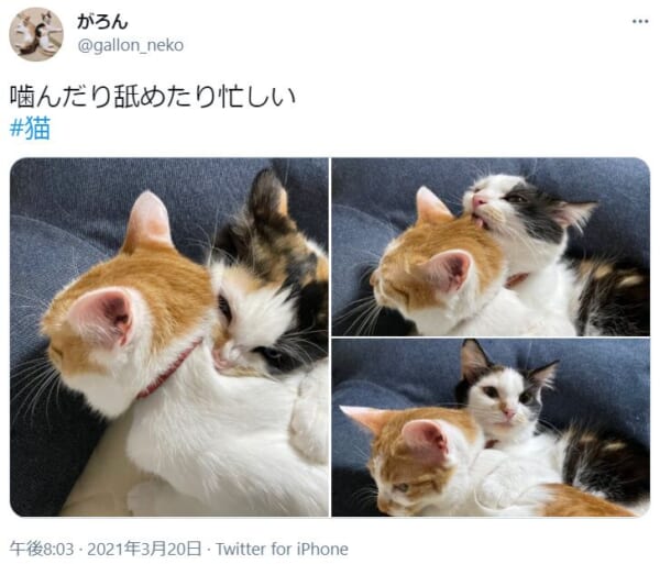姉に積極的なアプローチをする妹猫の姿がTwitterで話題。