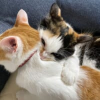 元気娘の妹猫のたまちゃんは姉猫のポチちゃんに構ってほしくて熱烈なスキンシップ。