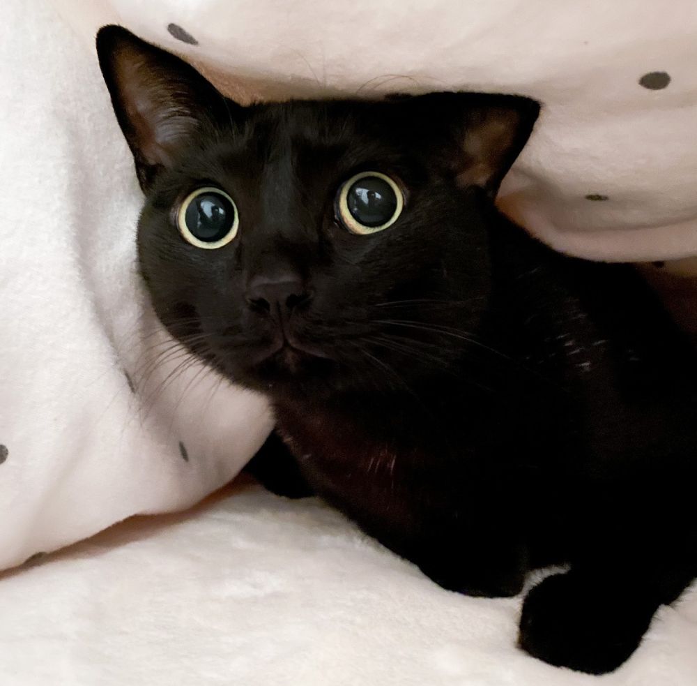 驚いたときにみせた黒猫の瞳が「おめめキュルルン」