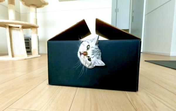 飼い主が思わず困惑する飼い猫の姿がTwitterで話題。