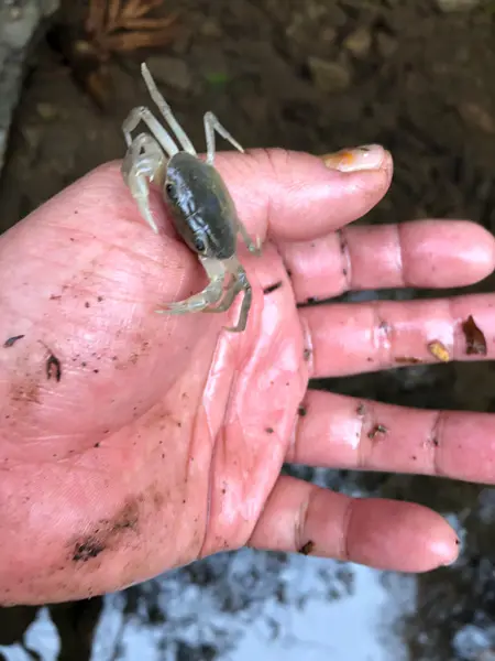 つけ心地はいカニ？リアルなサワガニのピアスが話題 | おたくま