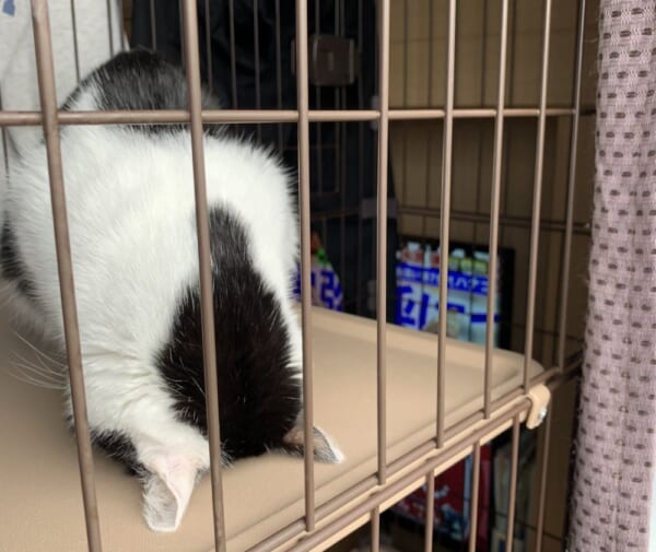 まるで謝っているかのように眠っている猫がTwitterで話題。