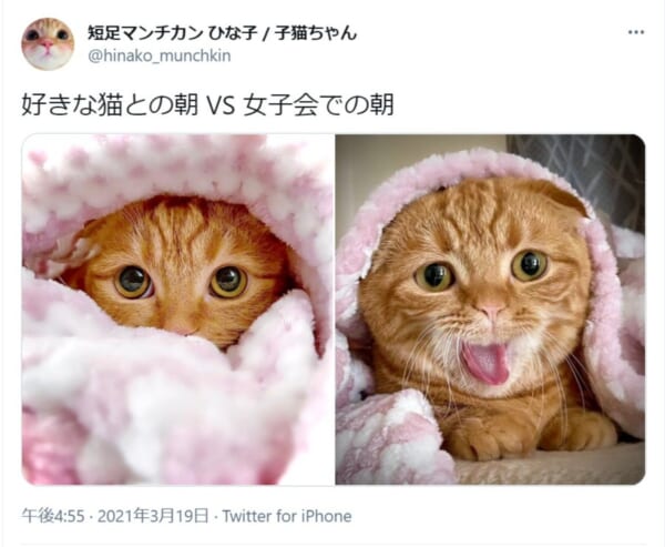 対照的な表情を見せるひな子ちゃん（ツイートのクリーンショット）