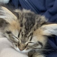 耳毛がチャームポイントの子猫がTwitterで話題に。