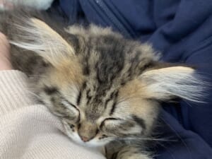 耳毛がチャームポイントの子猫がTwitterで話題に。