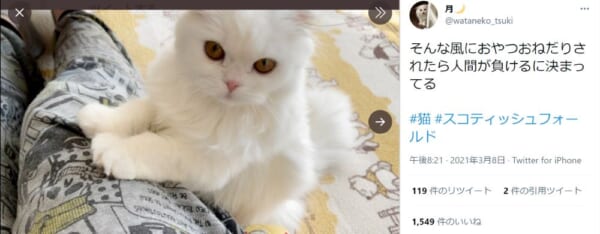おねだりポーズをする子猫の姿がTwitterで話題。