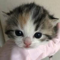 飼い主宅に迎え入れられた当初のりんちゃん。