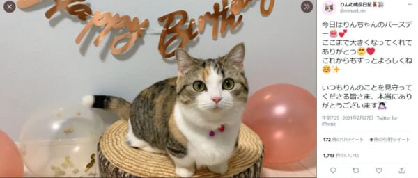 「誕生日」を迎えた猫ちゃんの投稿がTwitterで反響。
