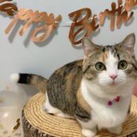 2021年2月27日は飼い主宅に迎え入れられて1年。りんちゃんは「誕生日」を迎えました。