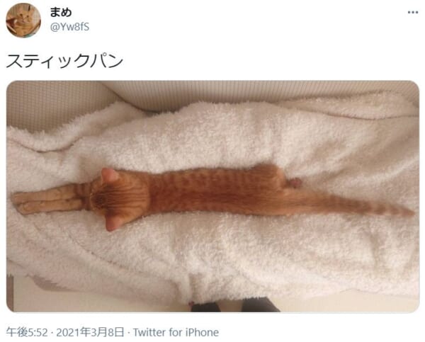 スティックパンにしか見えない猫がTwitterで話題。