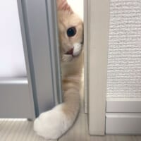 「いらっしゃいませ～」手招きをする子猫の姿がTwitterで話題に。