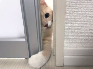 「いらっしゃいませ～」手招きをする子猫の姿がTwitterで話題に。