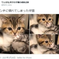 姉からの猫パンチに微動だにしない妹猫の姿がTwitterで話題。