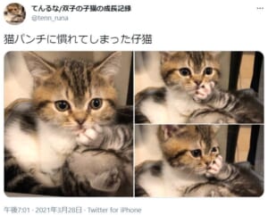 姉からの猫パンチに微動だにしない妹猫の姿がTwitterで話題。