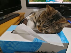 器用にティッシュを手に取る猫ちゃんの姿はTwitterで話題。