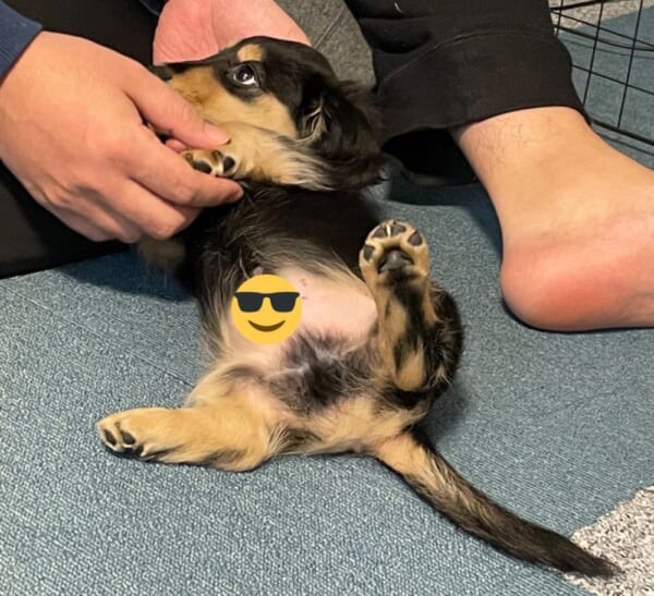 愛犬のへそ天に大興奮の飼い主の投稿がTwitterで話題。