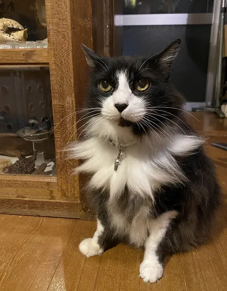 愛猫のダリくん
