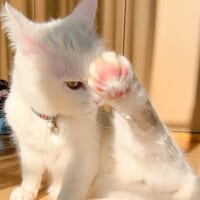 絢都ね子さんの愛猫ひめちゃん