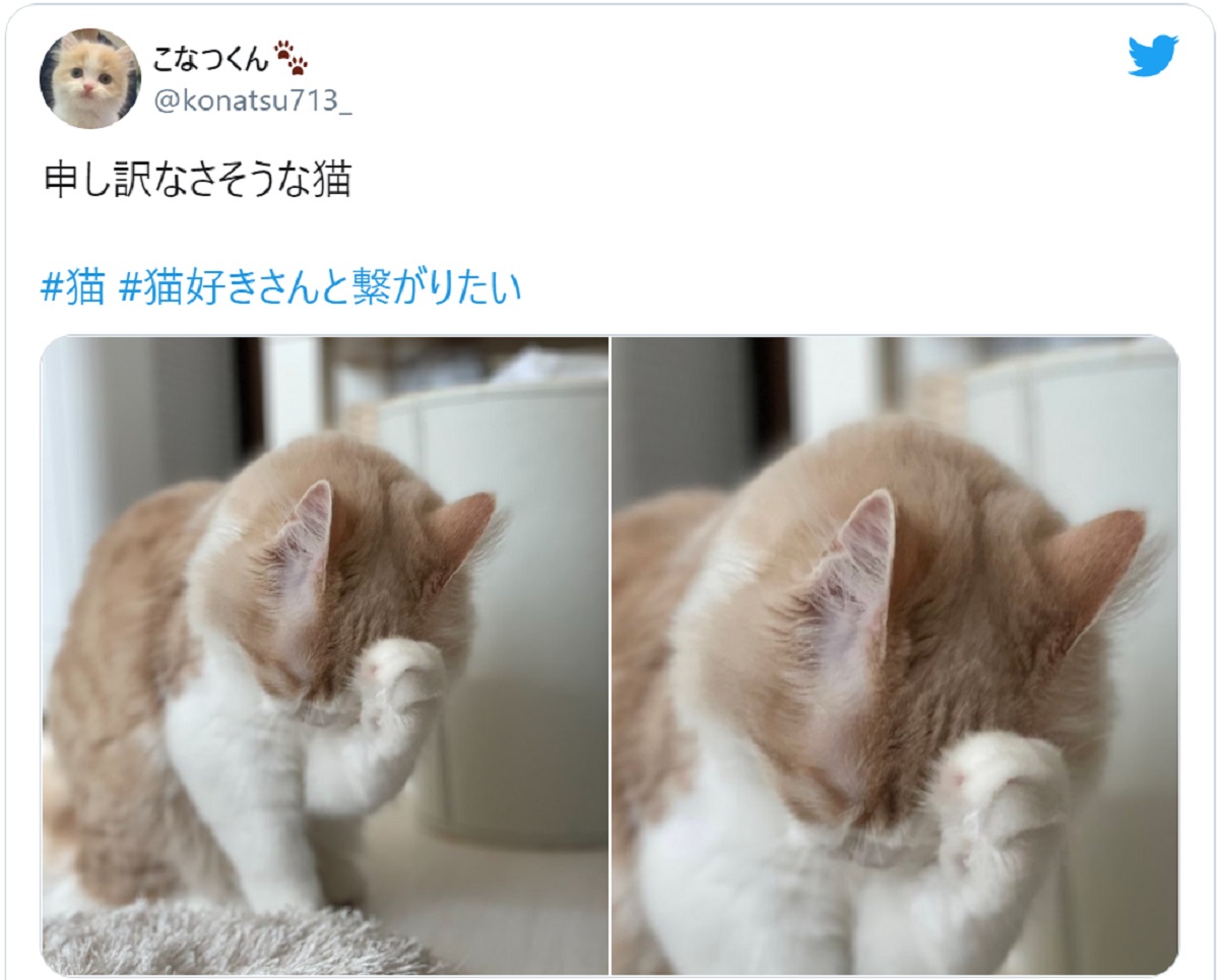 「どうも、すみません」　申し訳なさそうにしている猫