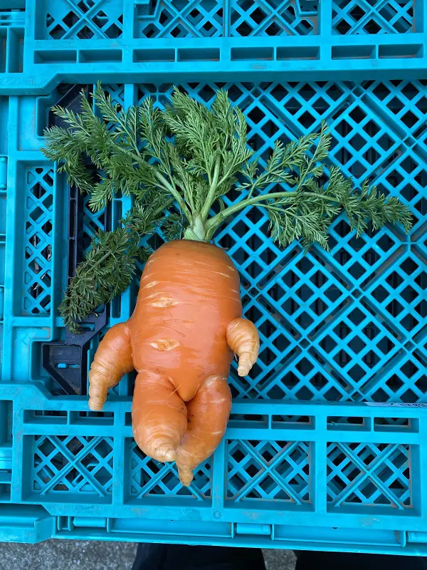 ［野菜人］ 進撃のニンジン現る！？ とれたて新鮮産地直送のヤバさにネット騒然