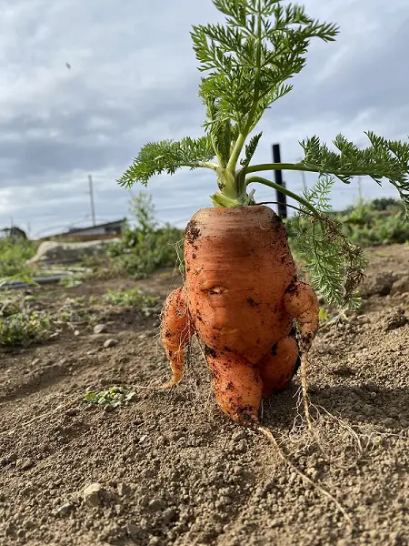 進撃のニンジン現る！？ とれたて新鮮産地直送のヤバさにネット騒然