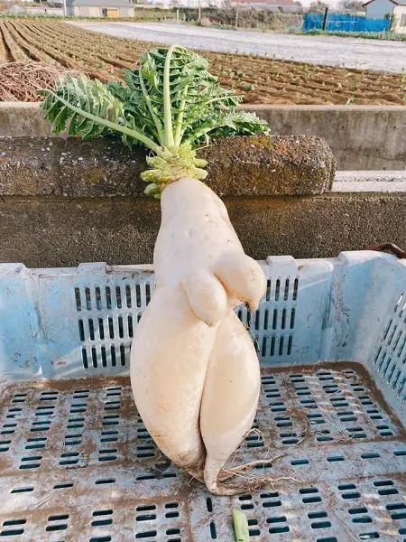 進撃のニンジン現る！？ とれたて新鮮産地直送のヤバさにネット騒然