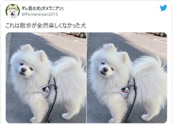 画像提供：タレ目の犬（ポメラニアン）さん（@Pomeranian2015）