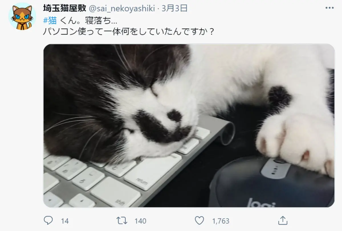残業でもしていた？パソコンの前で寝落ちした猫